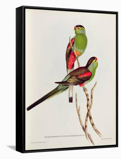 Psephotus Pulcherrimus-John Gould-Framed Stretched Canvas