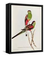 Psephotus Pulcherrimus-John Gould-Framed Stretched Canvas