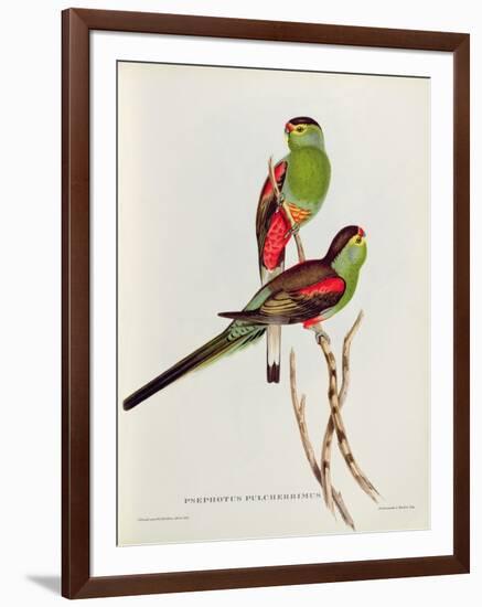 Psephotus Pulcherrimus-John Gould-Framed Giclee Print