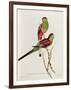 Psephotus Pulcherrimus-John Gould-Framed Giclee Print