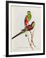 Psephotus Pulcherrimus-John Gould-Framed Giclee Print