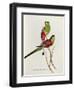 Psephotus Pulcherrimus-John Gould-Framed Premium Giclee Print