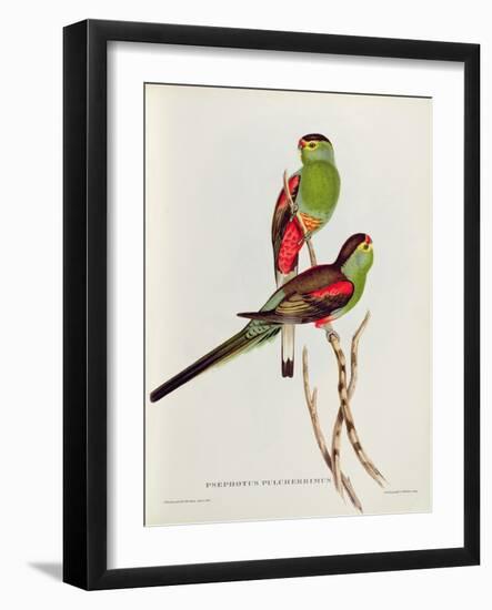 Psephotus Pulcherrimus-John Gould-Framed Giclee Print