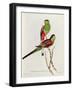 Psephotus Pulcherrimus-John Gould-Framed Giclee Print