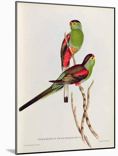 Psephotus Pulcherrimus-John Gould-Mounted Giclee Print