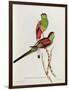 Psephotus Pulcherrimus-John Gould-Framed Premium Giclee Print