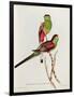 Psephotus Pulcherrimus-John Gould-Framed Premium Giclee Print