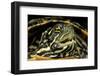 Pseudemys Gorzugi (Western River Cooter)-Paul Starosta-Framed Photographic Print