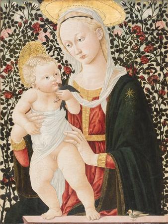Madonna of the Roses, C.1485-90