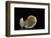 Pseudohydnum Gelatinosum (Toothed Jelly Fungus, False Hedgehog Mushroom, Cat's Tongue, White Jelly-Paul Starosta-Framed Photographic Print