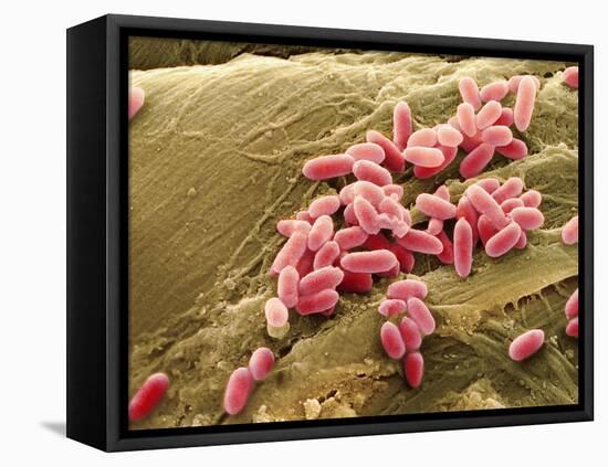 Pseudomonas Aeruginosa Bacteria, SEM-Steve Gschmeissner-Framed Stretched Canvas