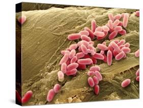 Pseudomonas Aeruginosa Bacteria, SEM-Steve Gschmeissner-Stretched Canvas