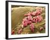 Pseudomonas Aeruginosa Bacteria, SEM-Steve Gschmeissner-Framed Photographic Print