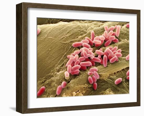 Pseudomonas Aeruginosa Bacteria, SEM-Steve Gschmeissner-Framed Photographic Print