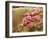Pseudomonas Aeruginosa Bacteria, SEM-Steve Gschmeissner-Framed Photographic Print