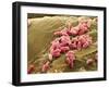 Pseudomonas Aeruginosa Bacteria, SEM-Steve Gschmeissner-Framed Photographic Print