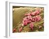 Pseudomonas Aeruginosa Bacteria, SEM-Steve Gschmeissner-Framed Photographic Print