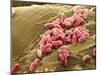 Pseudomonas Aeruginosa Bacteria, SEM-Steve Gschmeissner-Mounted Photographic Print