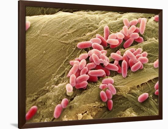 Pseudomonas Aeruginosa Bacteria, SEM-Steve Gschmeissner-Framed Photographic Print