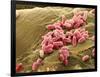 Pseudomonas Aeruginosa Bacteria, SEM-Steve Gschmeissner-Framed Photographic Print