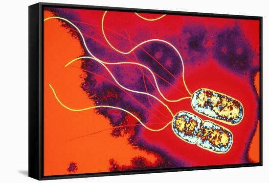 Pseudomonas Sp. Bacteria, TEM-Dr. Linda Stannard-Framed Stretched Canvas