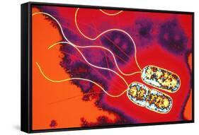Pseudomonas Sp. Bacteria, TEM-Dr. Linda Stannard-Framed Stretched Canvas