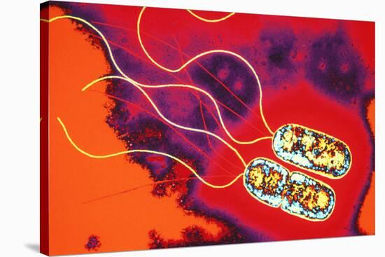 Pseudomonas Sp. Bacteria, TEM-Dr. Linda Stannard-Stretched Canvas