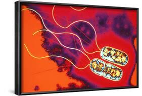 Pseudomonas Sp. Bacteria, TEM-Dr. Linda Stannard-Framed Photographic Print