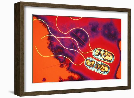 Pseudomonas Sp. Bacteria, TEM-Dr. Linda Stannard-Framed Photographic Print