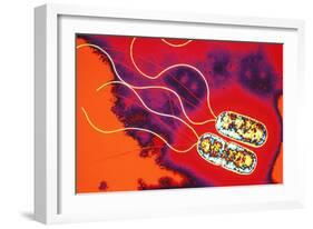 Pseudomonas Sp. Bacteria, TEM-Dr. Linda Stannard-Framed Photographic Print