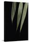 Pseudosasa Japonica (Arrow Bamboo) - Leaf-Paul Starosta-Stretched Canvas