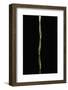 Pseudosasa Japonica Var. Tsutsumiana (Arrow Bamboo)-Paul Starosta-Framed Photographic Print