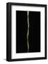 Pseudosasa Japonica Var. Tsutsumiana (Arrow Bamboo)-Paul Starosta-Framed Photographic Print