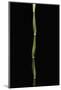 Pseudosasa Japonica Var. Tsutsumiana (Arrow Bamboo)-Paul Starosta-Mounted Photographic Print