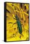 Psilothrix Viridicoerulea (Soft-Winged Flower Beetle)-Paul Starosta-Framed Stretched Canvas