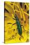 Psilothrix Viridicoerulea (Soft-Winged Flower Beetle)-Paul Starosta-Stretched Canvas