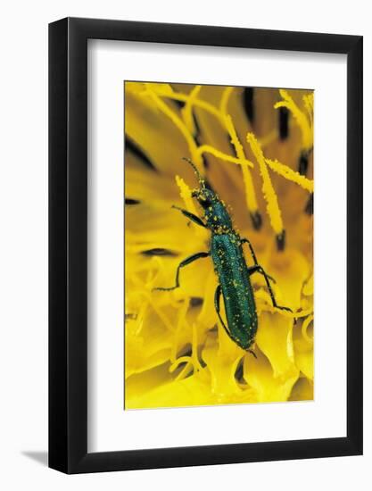 Psilothrix Viridicoerulea (Soft-Winged Flower Beetle)-Paul Starosta-Framed Photographic Print