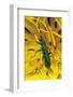 Psilothrix Viridicoerulea (Soft-Winged Flower Beetle)-Paul Starosta-Framed Photographic Print