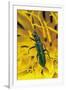 Psilothrix Viridicoerulea (Soft-Winged Flower Beetle)-Paul Starosta-Framed Photographic Print