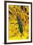 Psilothrix Viridicoerulea (Soft-Winged Flower Beetle)-Paul Starosta-Framed Photographic Print