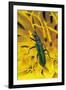 Psilothrix Viridicoerulea (Soft-Winged Flower Beetle)-Paul Starosta-Framed Photographic Print