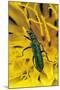 Psilothrix Viridicoerulea (Soft-Winged Flower Beetle)-Paul Starosta-Mounted Photographic Print