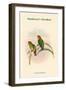 Psittacella Madaraszi - Madarasz's Parakeet-John Gould-Framed Art Print