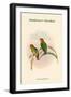 Psittacella Madaraszi - Madarasz's Parakeet-John Gould-Framed Art Print