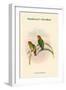 Psittacella Madaraszi - Madarasz's Parakeet-John Gould-Framed Art Print