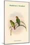 Psittacella Madaraszi - Madarasz's Parakeet-John Gould-Mounted Art Print