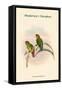 Psittacella Madaraszi - Madarasz's Parakeet-John Gould-Framed Stretched Canvas