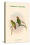 Psittacella Madaraszi - Madarasz's Parakeet-John Gould-Stretched Canvas