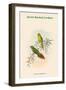 Psitteuteles Subplacens - Green-Backed Lorikeet-John Gould-Framed Art Print