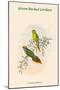 Psitteuteles Subplacens - Green-Backed Lorikeet-John Gould-Mounted Art Print